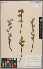 Foto von Salix caprea L.
